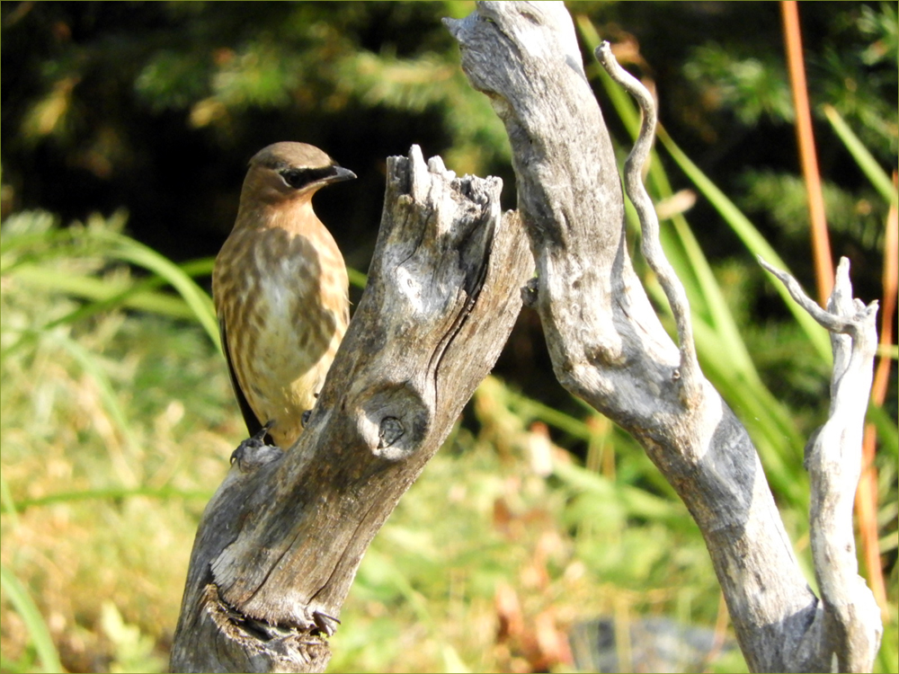 Cedar Waxwing