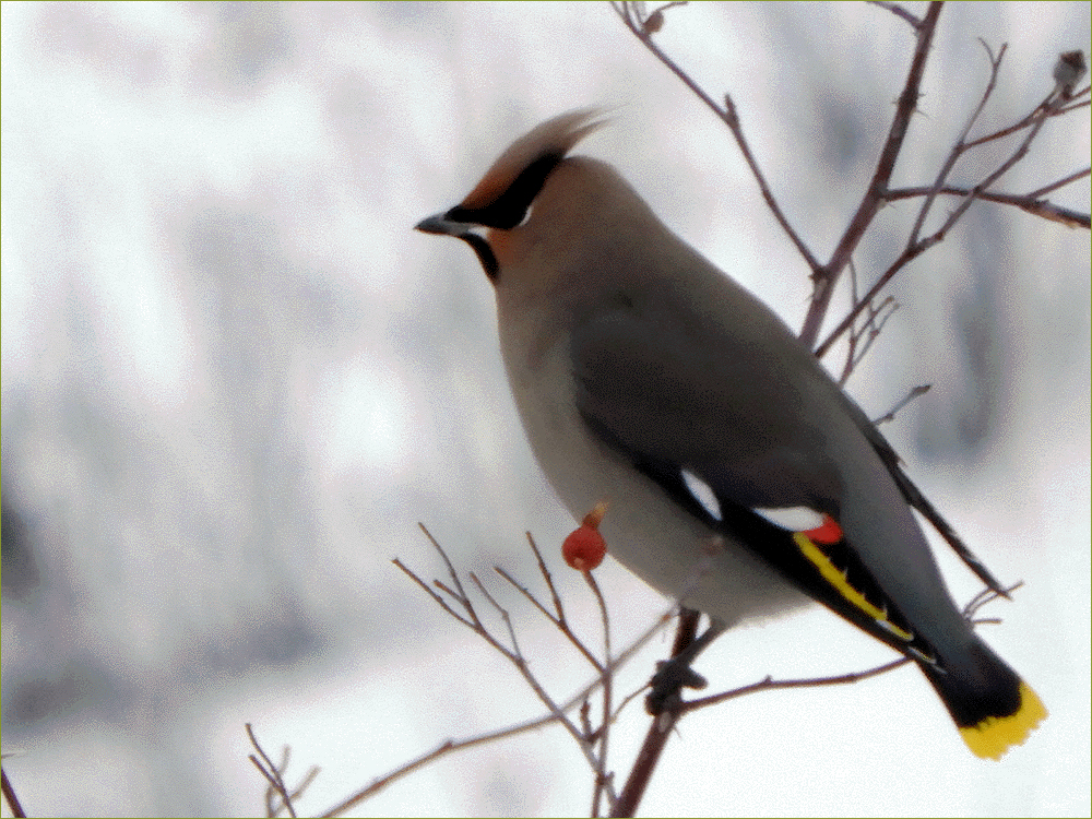 Bohemian Waxwing