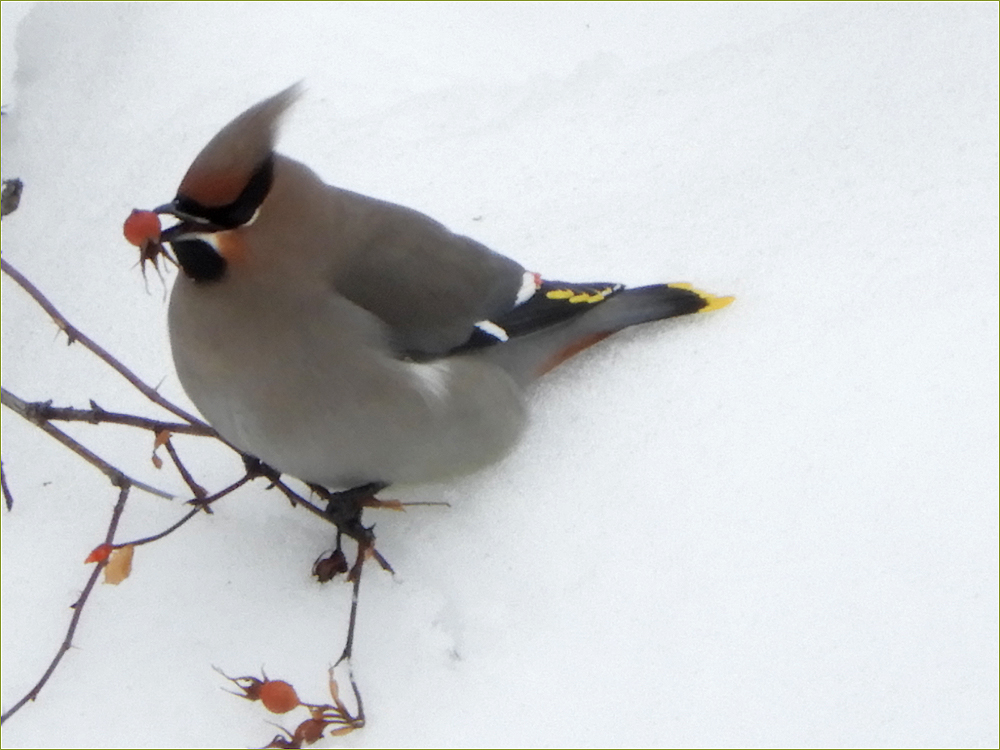 Bohemian Waxwing
