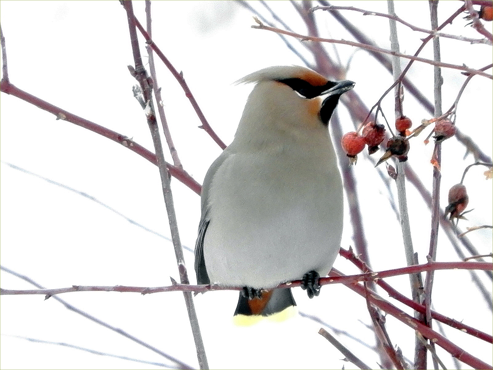 Bohemian Waxwing