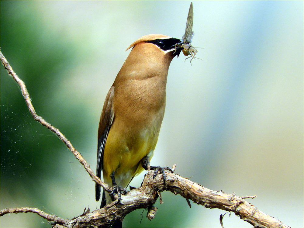 Cedar Waxwing