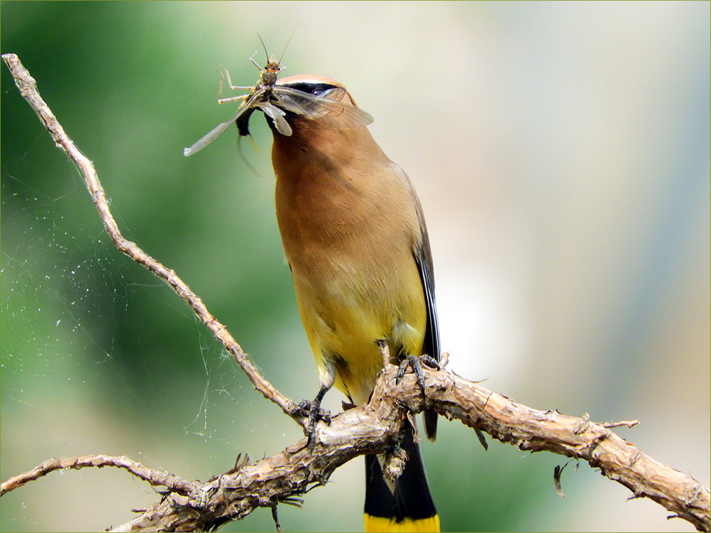 Cedar Waxwing