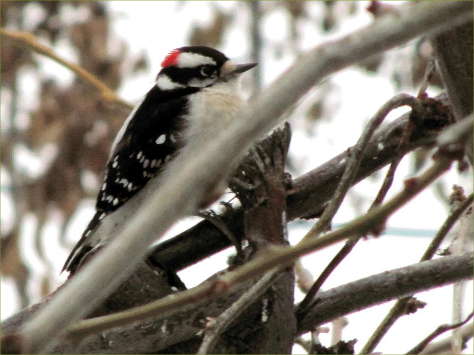 Downey Woodpecker