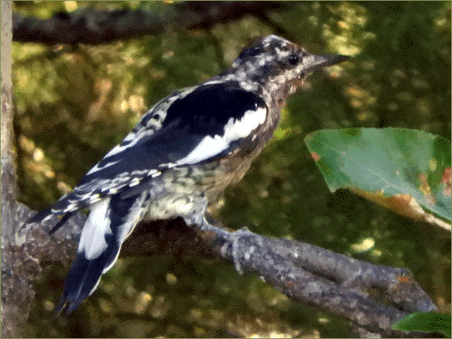 Yellow-bellied Sapsucker