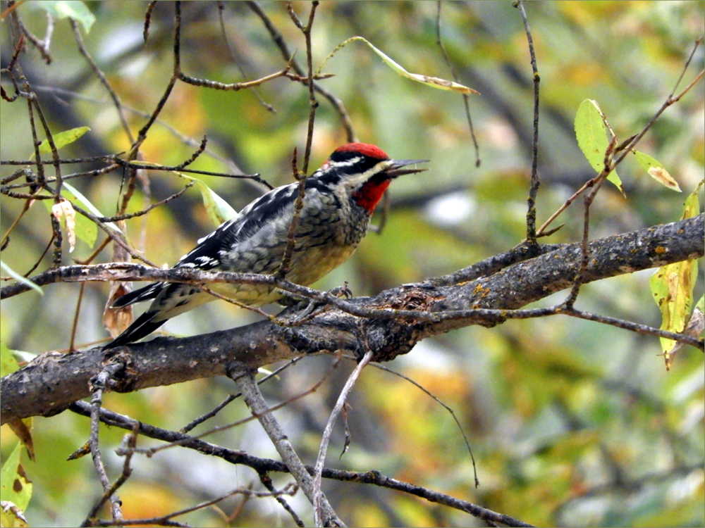 Yellow-bellied  Sapsucker