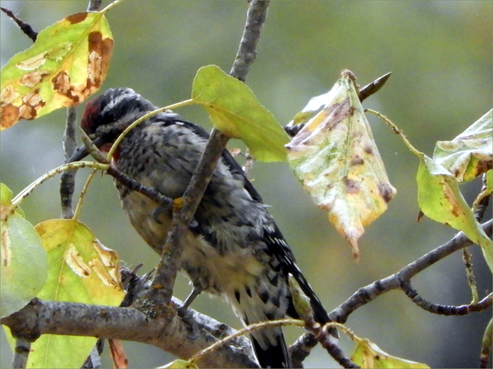 Yellow-bellied  Sapsucker