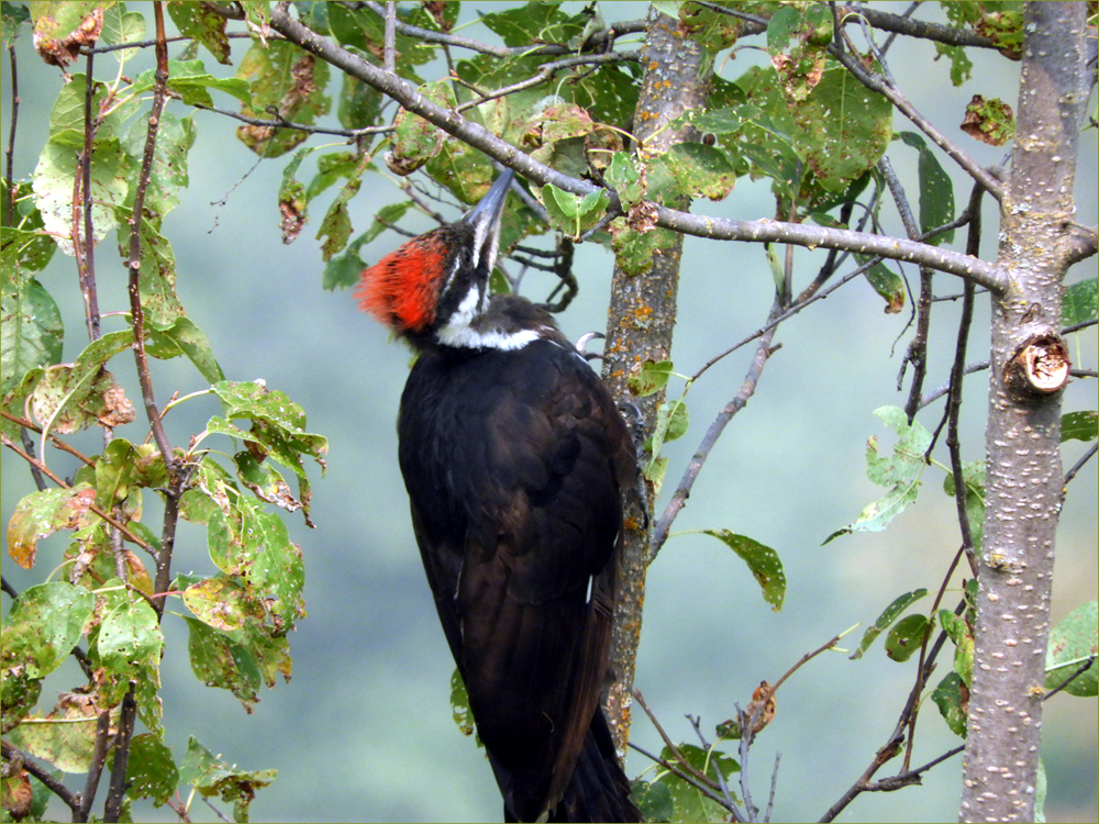 Pileated Woodpecker