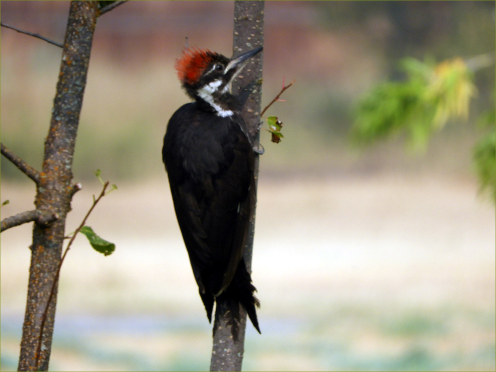 Pileated Woodpecker