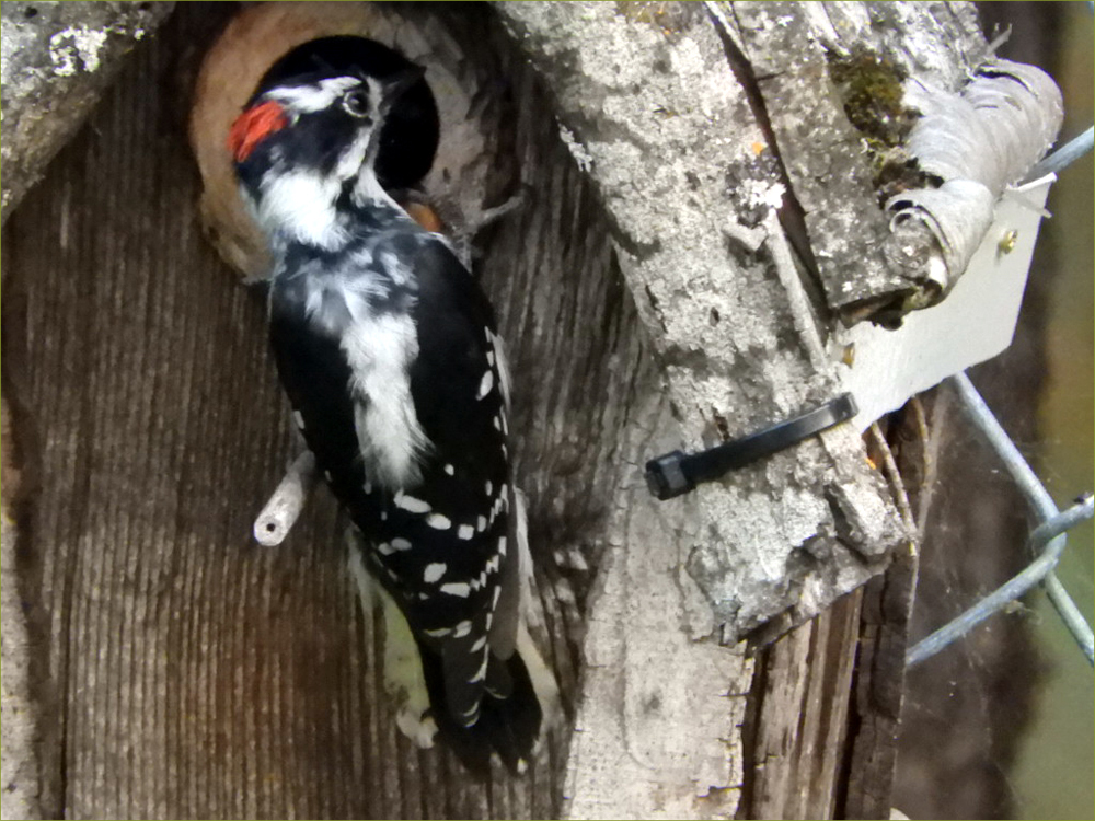 Downey Woodpecker