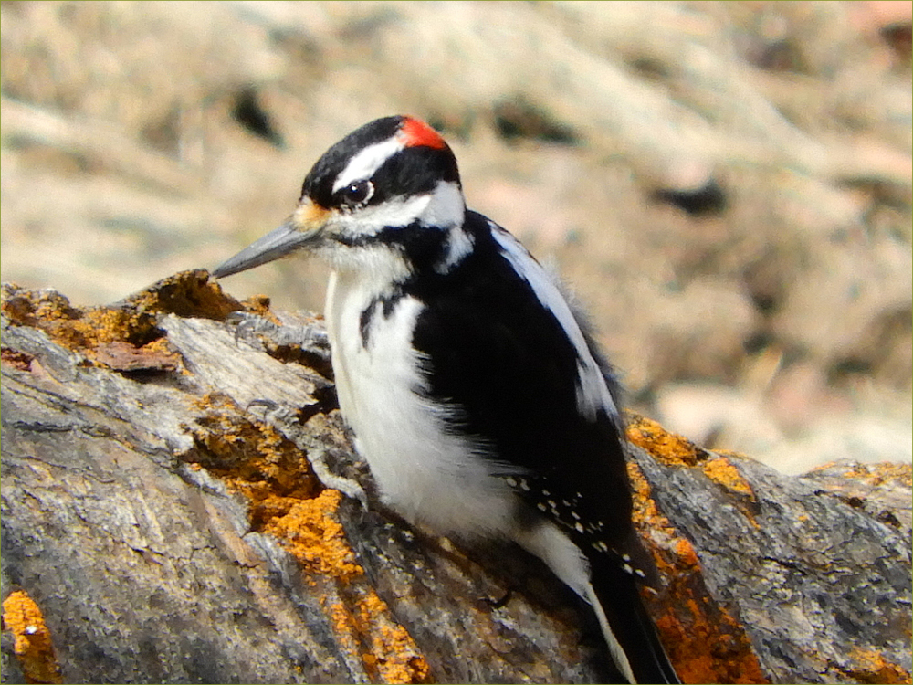 Hairy Woodpecker