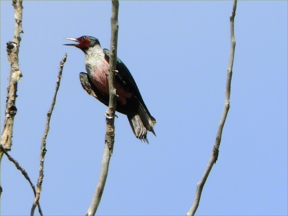 Lewis's Woodpecker