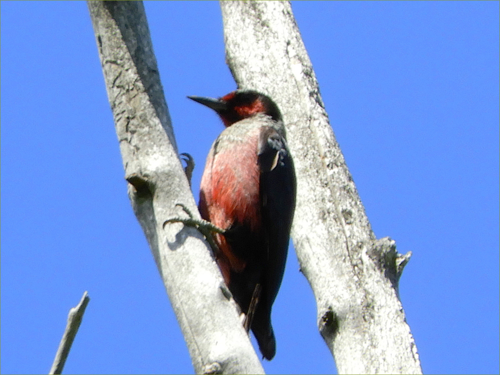 Lewis's Woodpecker