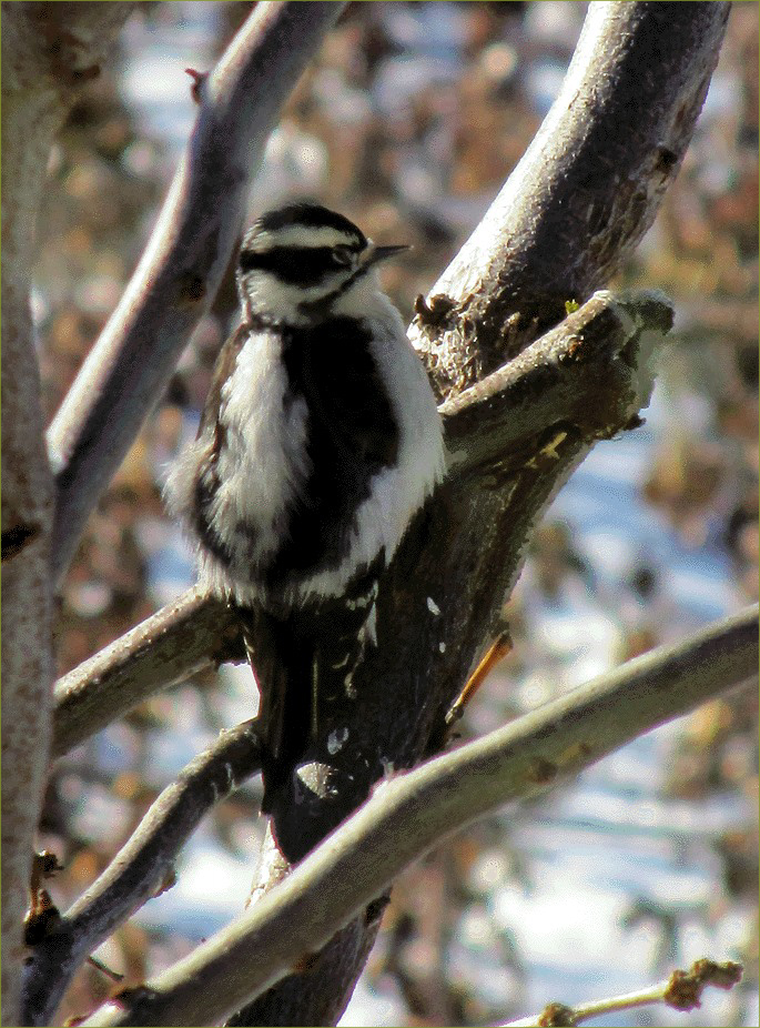Downey Woodpecker