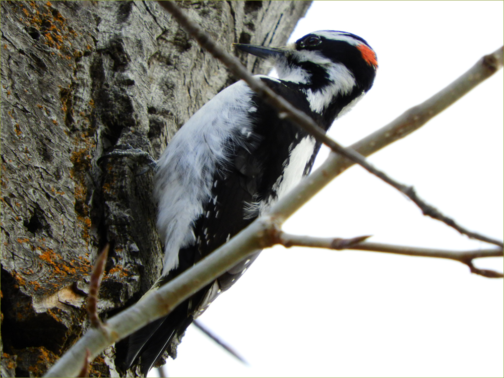 Hairy Woodpecker