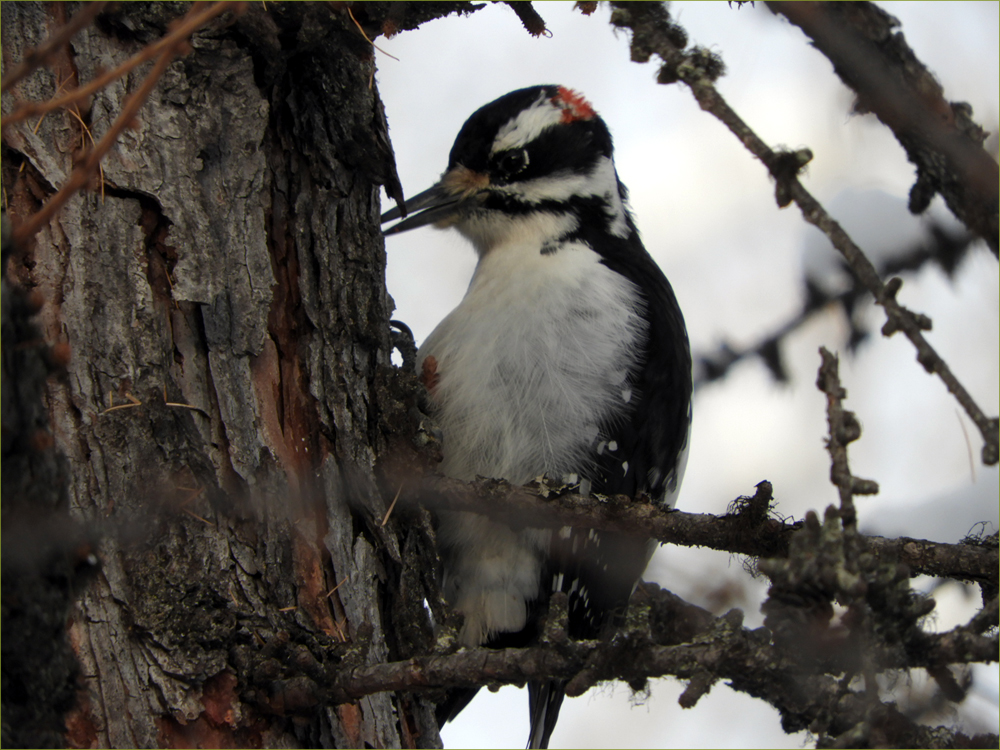 Hairy Woodpecker