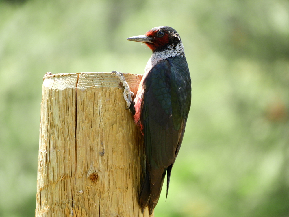 Lewis's Woodpecker