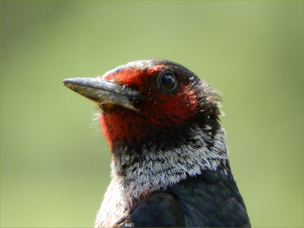 Lewis's Woodpecker