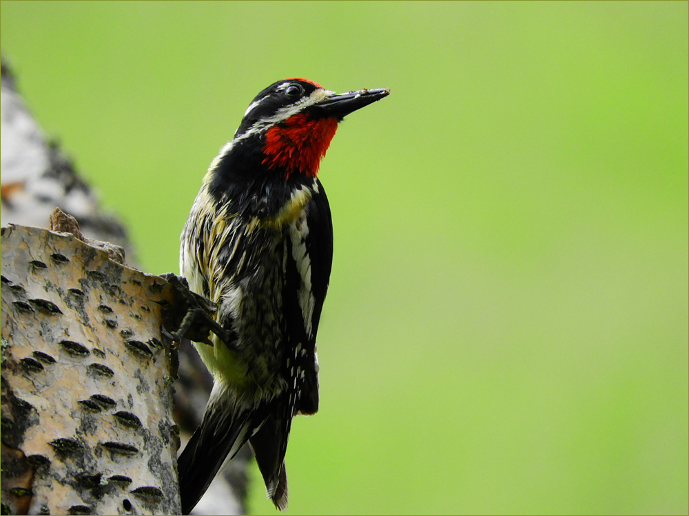 Red-naped Sapsucker