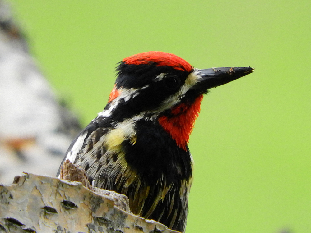 Red-naped Sapsucker