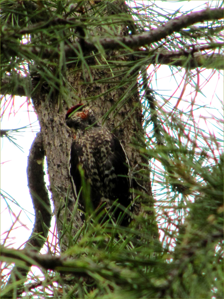 Yellow-bellied Sapsucker (juvenile)
