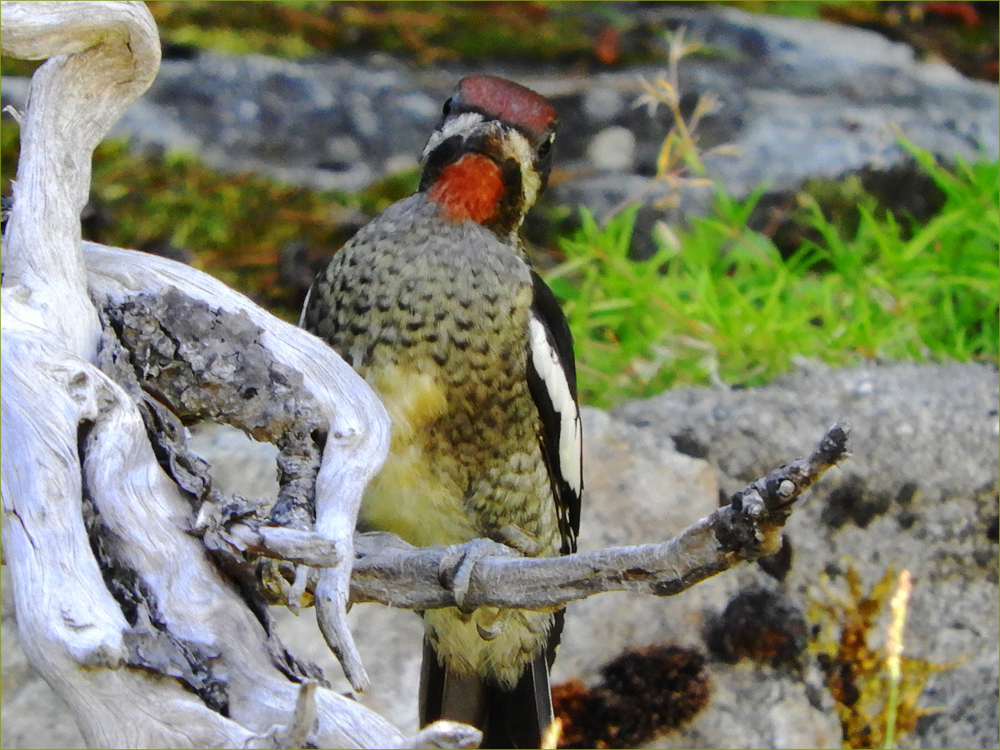 Yellow-bellied Sapsucker (juvenile)