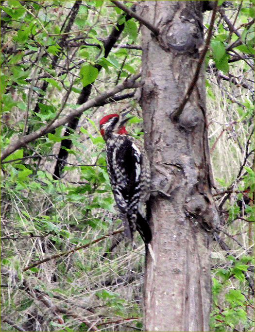 Red-naped Sapsucker 