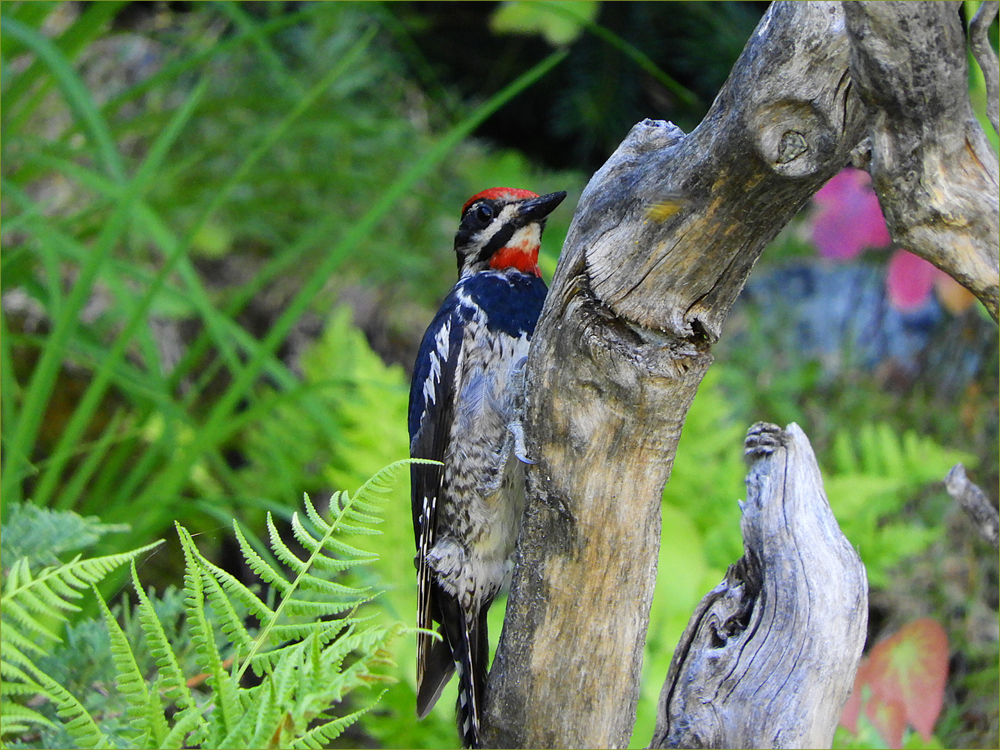 Red-naped Sapsucker (female)