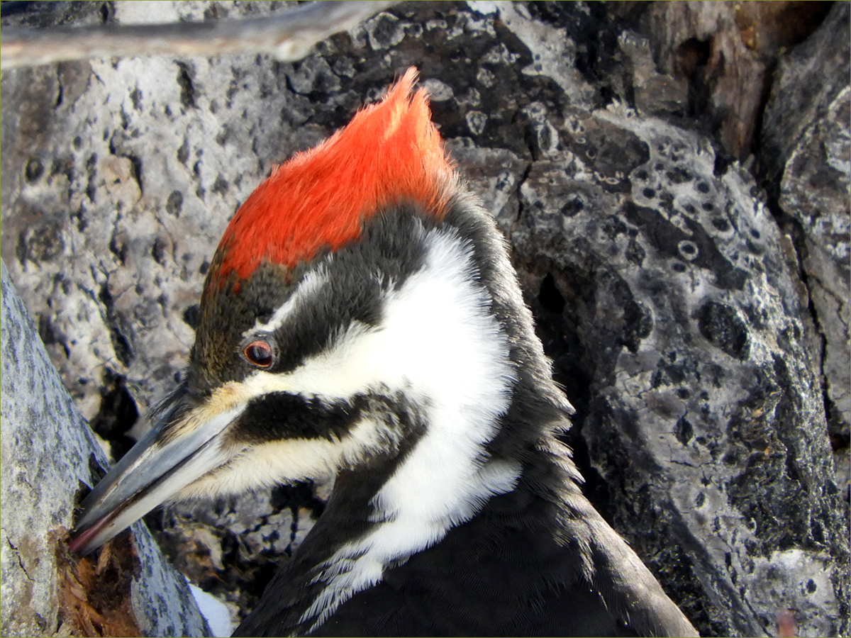 Pileated Woodpecker (female)