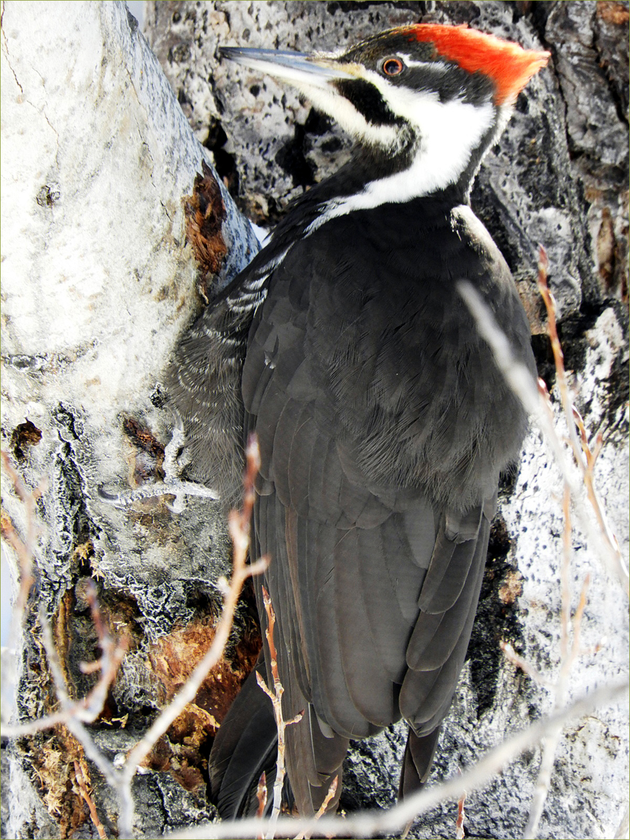 Pileated Woodpecker (female)