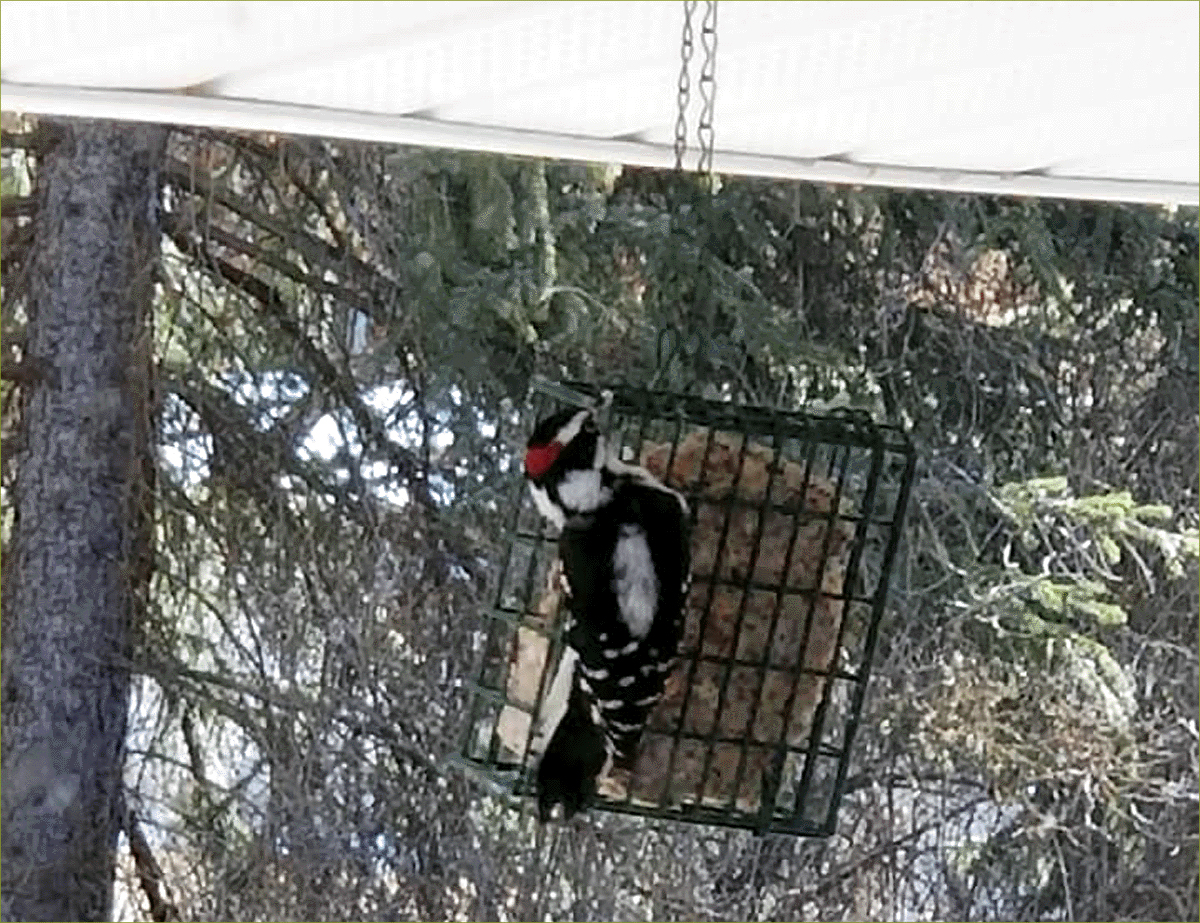 Downey Woodpecker