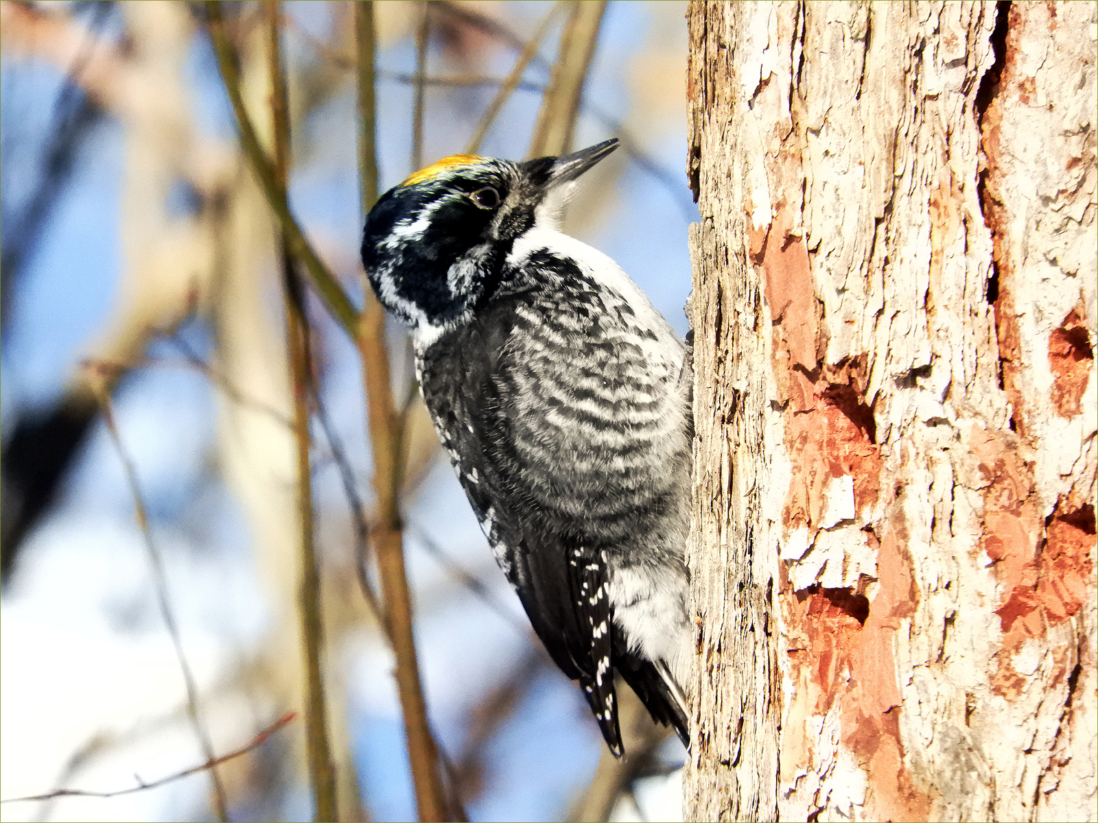 American Three-toed Woodpecker