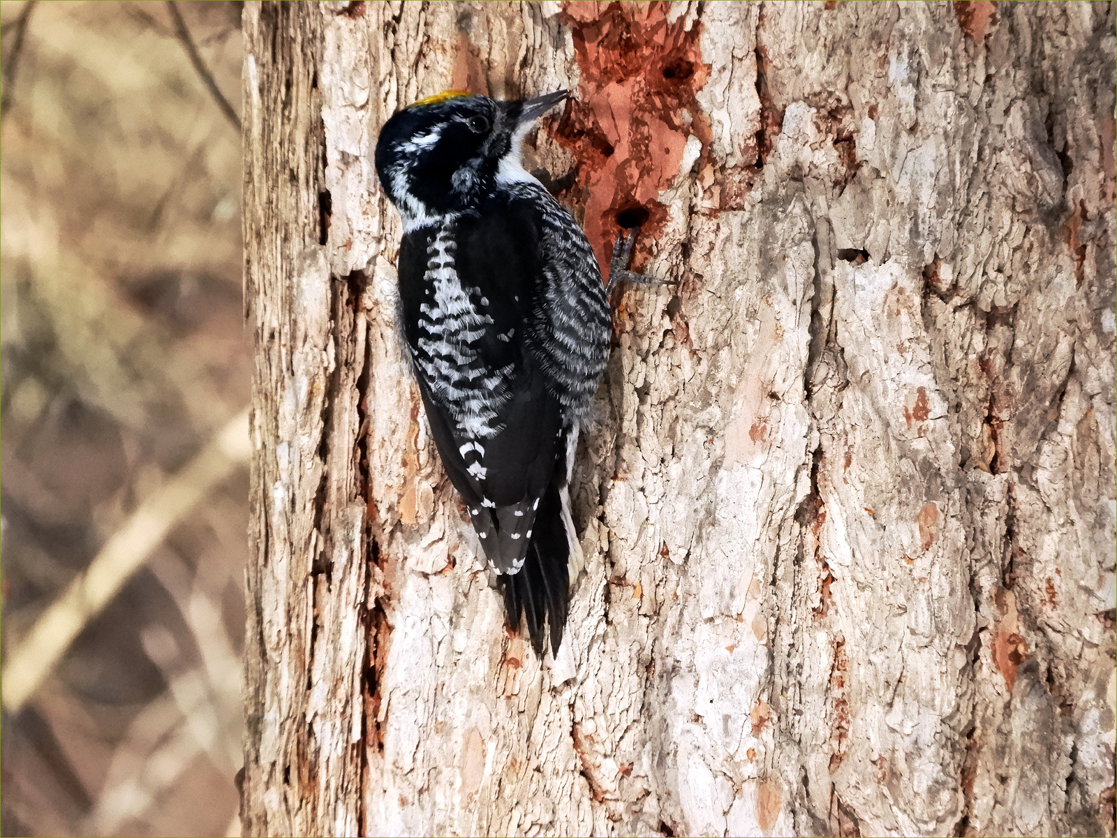 American Three-toed Woodpecker