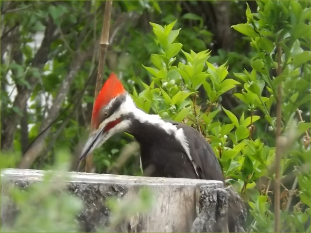 Yellow-bellied Sapsucker 