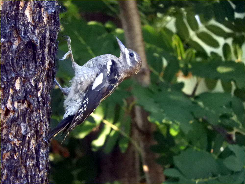 Yellow-bellied Sapsucker 