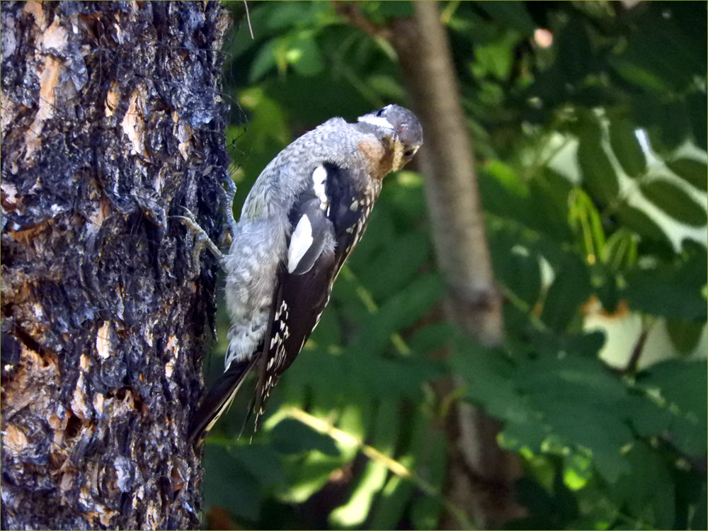 Yellow-bellied Sapsucker 