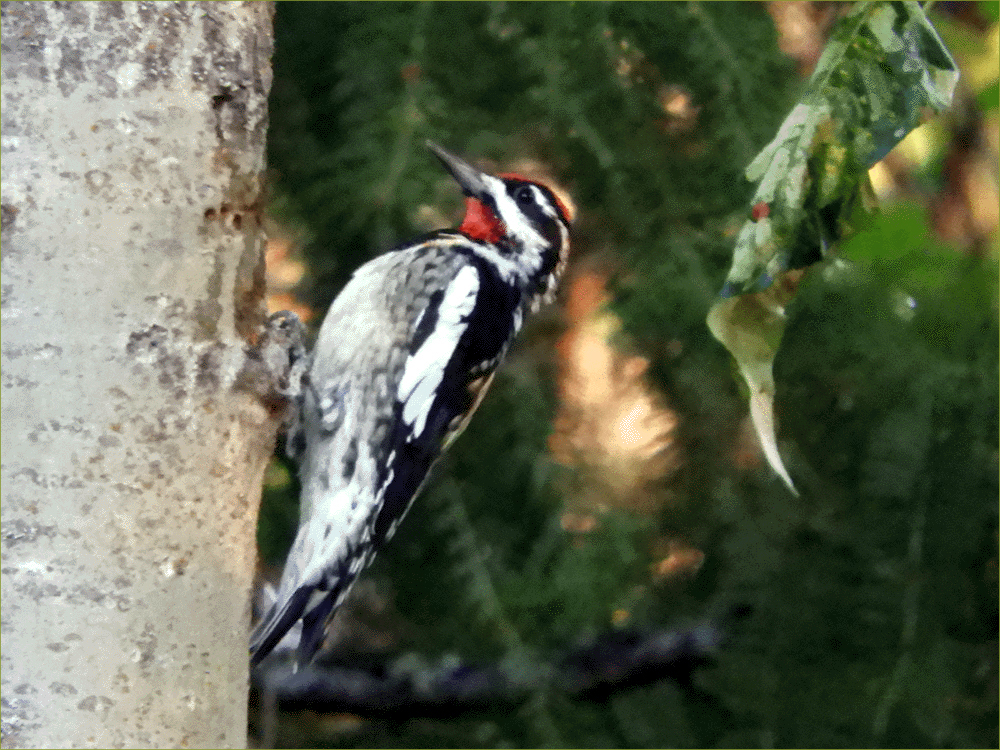 Red-naped Sapsucker