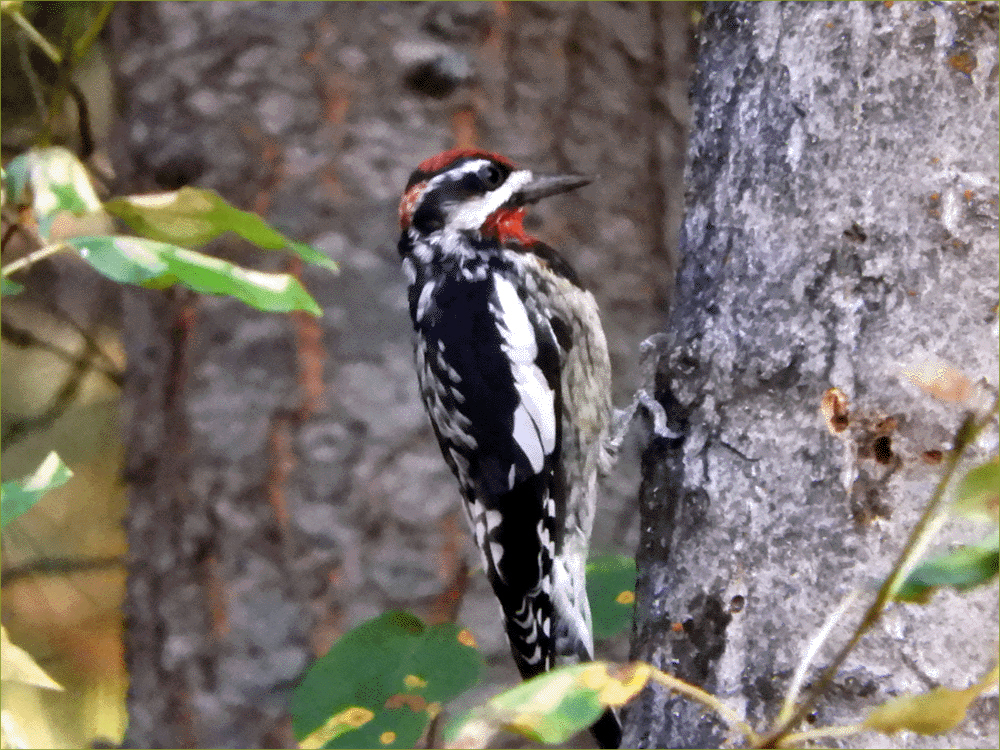 Red-naped Sapsucker