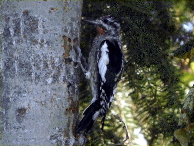 Yellow-bellied Sapsucker