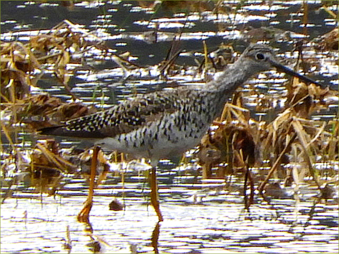 Greater Yellowlegs