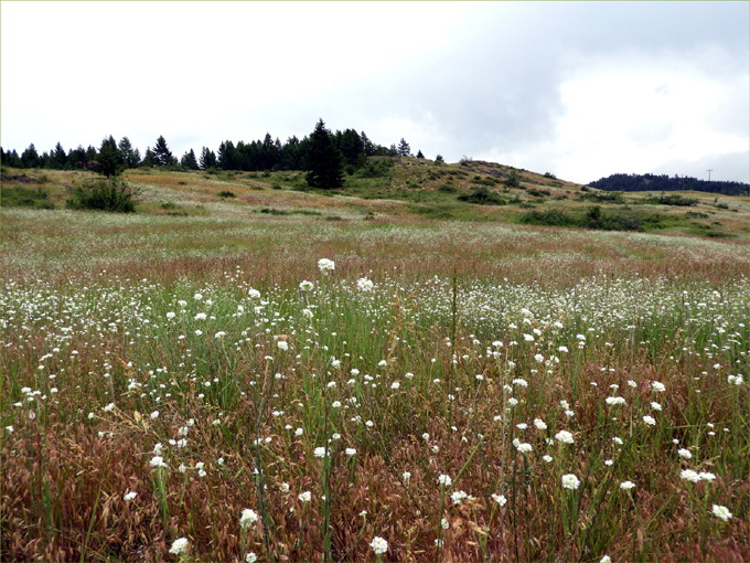 Trans Canada Trail, Eholt to Greenwood BC