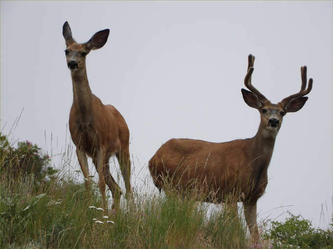 Trans Canada Trail, Eholt to Greenwood BC