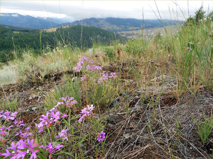 Trans Canada Trail, Eholt to Greenwood BC