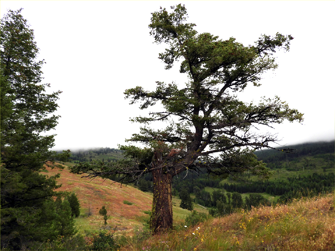 Trans Canada Trail, Eholt to Greenwood BC