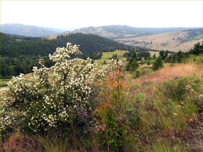 Trans Canada Trail, Eholt to Greenwood BC