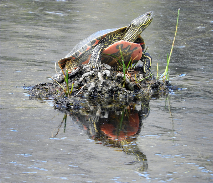 Myer's Wetlands Hike