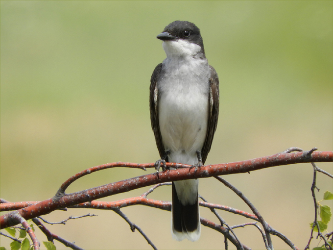 Myer's Wetlands Hike