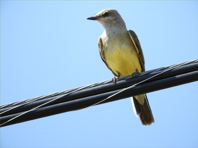 Myer's Wetlands Hike