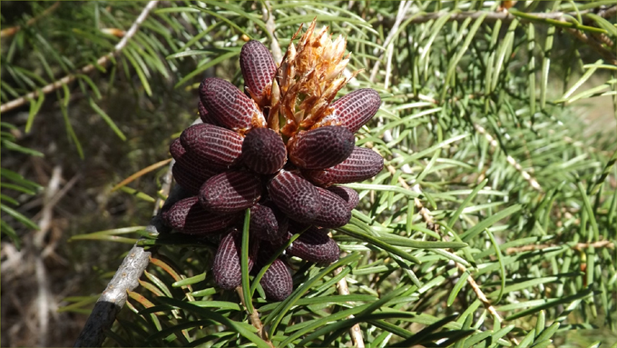 Hint of Spring