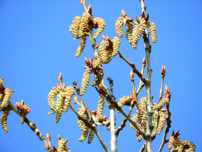 Hint of Spring