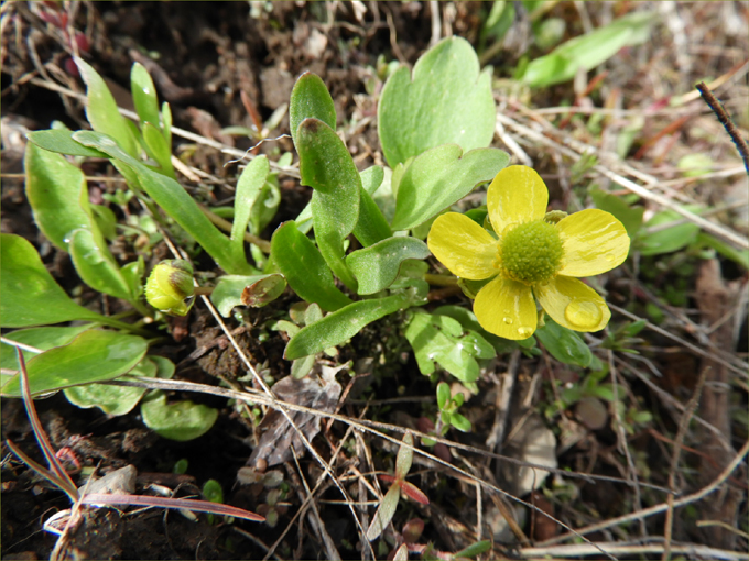 Hint of Spring
